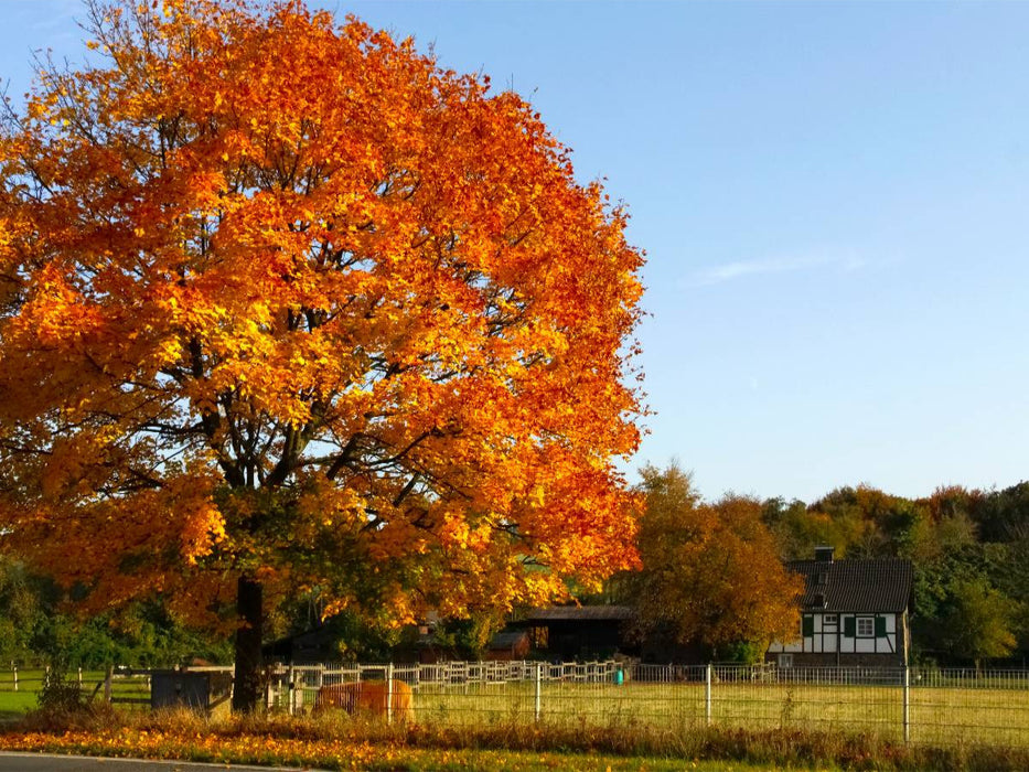 Krummenweger Strasse, Lintorf - CALVENDO Foto-Puzzle'
