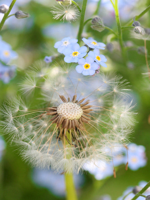 Pusteblume mit Vergissmeinnicht - CALVENDO Foto-Puzzle'