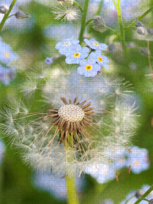 Pusteblume mit Vergissmeinnicht - CALVENDO Foto-Puzzle'