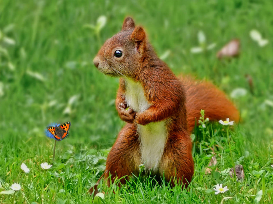 Eichhörnchen - imm wieder süß - CALVENDO Foto-Puzzle'