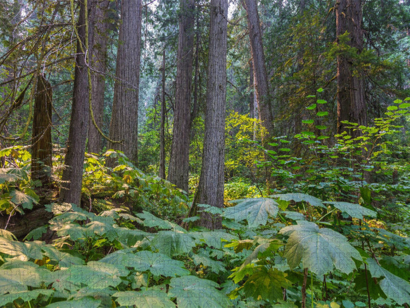 Riesenzedernwald im Westen Kanadas - CALVENDO Foto-Puzzle'