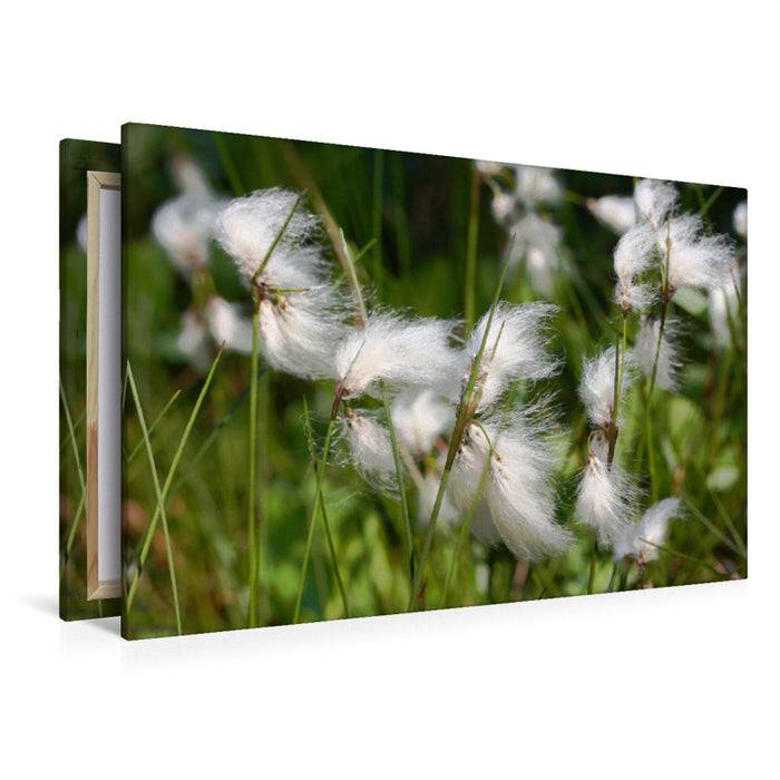 Premium Textil-Leinwand Wollgras