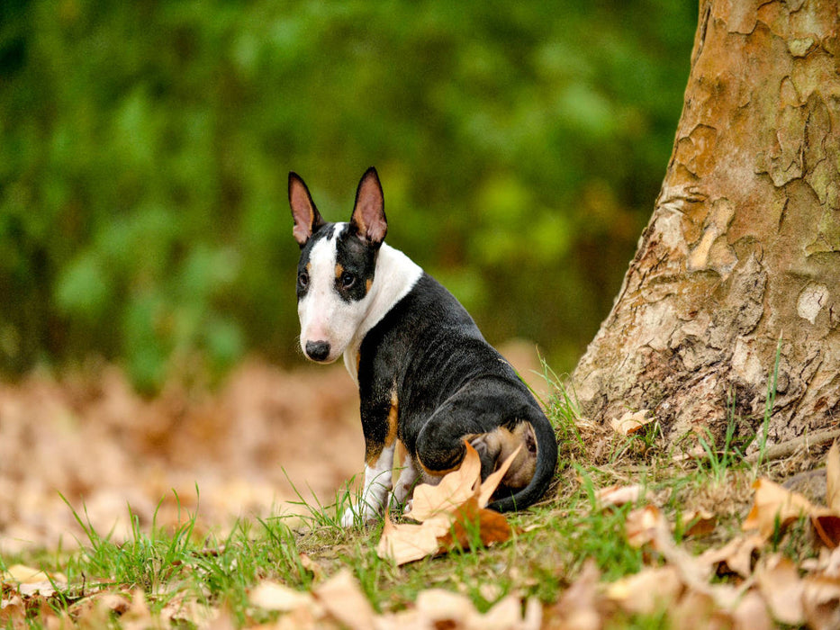 Bulllterrierwelpe sitzt an einem Baum - CALVENDO Foto-Puzzle'