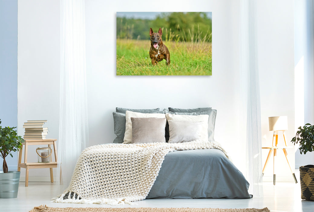 Premium Textil-Leinwand Premium Textil-Leinwand 120 cm x 80 cm quer Bullterrier steht im Gras