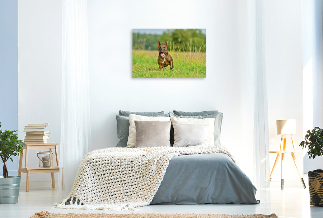 Premium Textil-Leinwand Premium Textil-Leinwand 120 cm x 80 cm quer Bullterrier steht im Gras