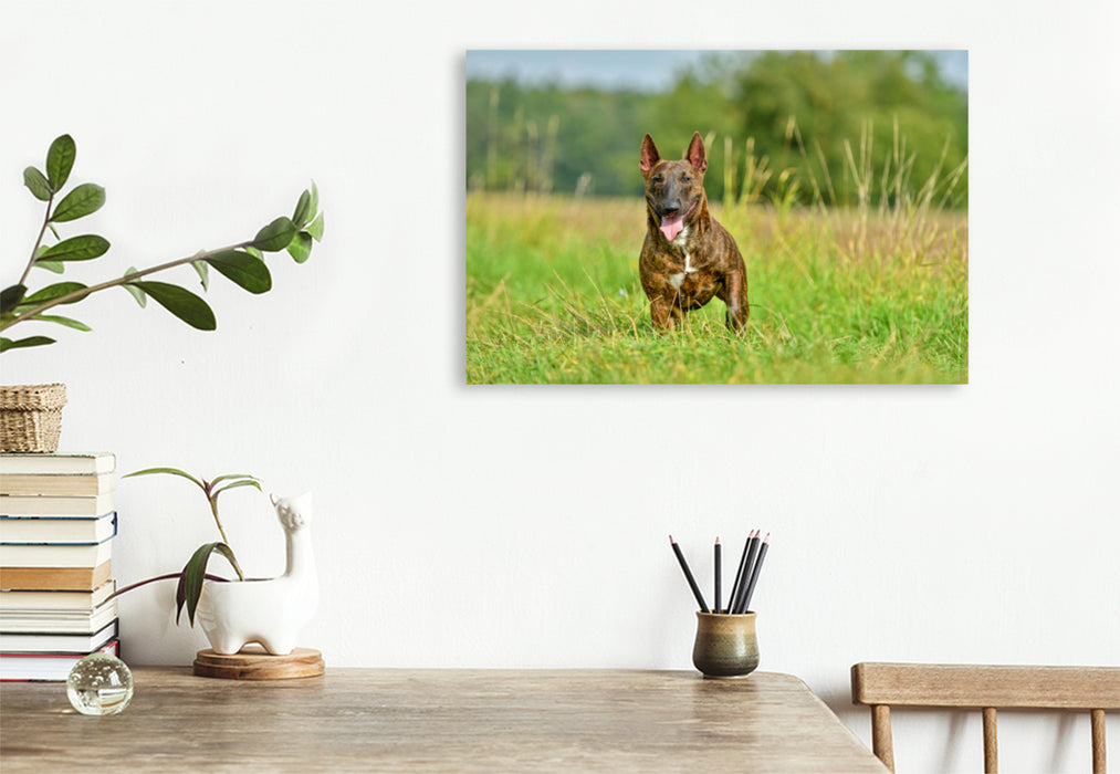 Premium Textil-Leinwand Premium Textil-Leinwand 120 cm x 80 cm quer Bullterrier steht im Gras