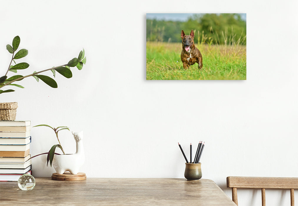 Premium Textil-Leinwand Premium Textil-Leinwand 120 cm x 80 cm quer Bullterrier steht im Gras