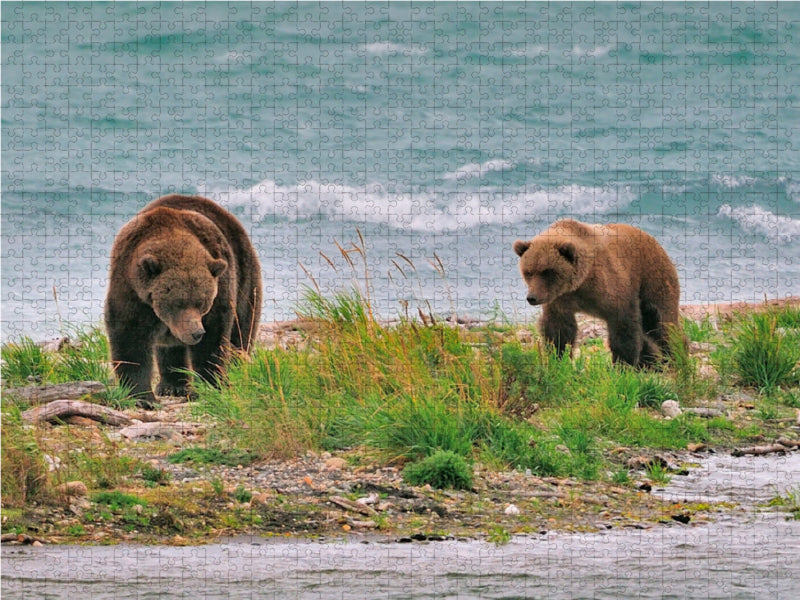 Braunbären, Katmai National Park 2000 Teile Puzzle quer - CALVENDO Foto-Puzzle'