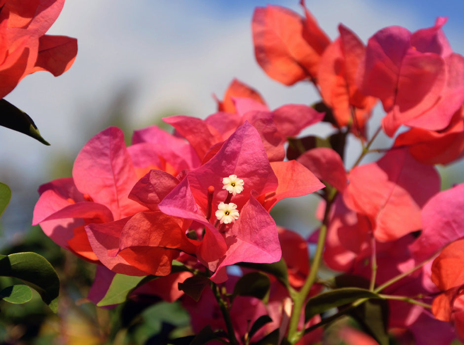 bougainvilliers - Puzzle photo CALVENDO 