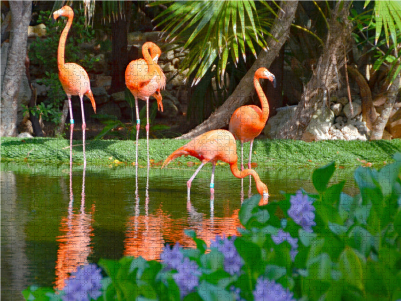 Greater flamingo - CALVENDO photo puzzle 