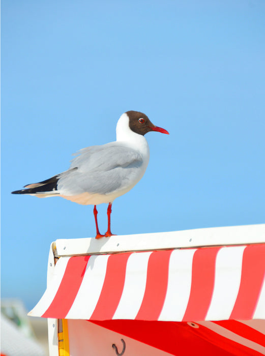 Seagulls - CALVENDO photo puzzle 