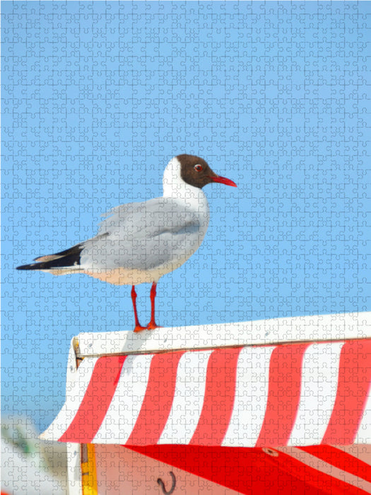 Seagulls - CALVENDO photo puzzle 