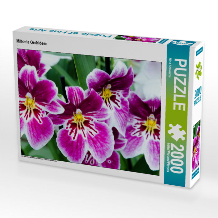 Miltonia Orchideen 2000 Teile Puzzle quer - CALVENDO Foto-Puzzle'