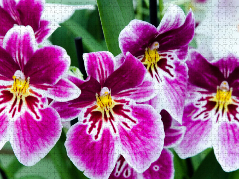 Miltonia Orchideen 2000 Teile Puzzle quer - CALVENDO Foto-Puzzle'