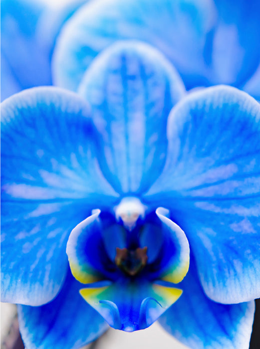 Phalaenopsis bleu - Puzzle photo CALVENDO 