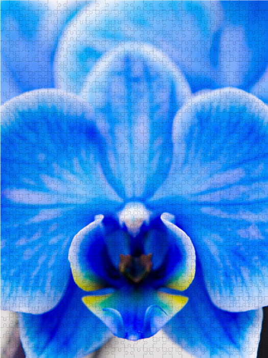 Phalaenopsis bleu - Puzzle photo CALVENDO 