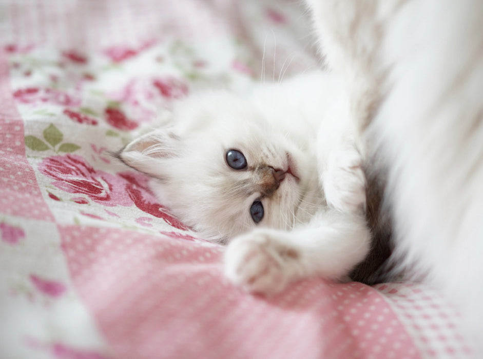 Chaton sacré de Birmanie, pointe tabby chocolat - Puzzle photo CALVENDO 