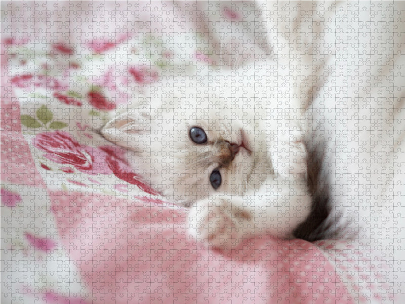 Chaton sacré de Birmanie, pointe tabby chocolat - Puzzle photo CALVENDO 