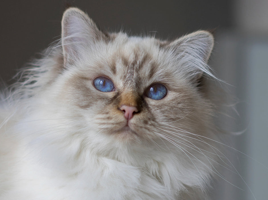 Fantastic Sacred Birman Cats - CALVENDO photo puzzle 