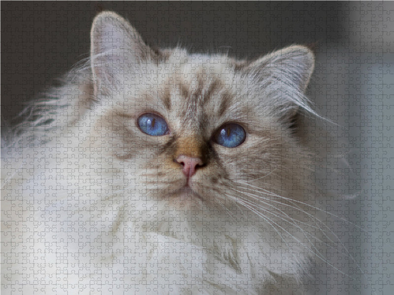 Fantastic Sacred Birman Cats - CALVENDO photo puzzle 