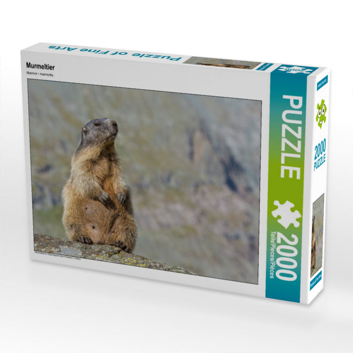 Murmeltier 2000 Teile Puzzle quer - CALVENDO Foto-Puzzle'
