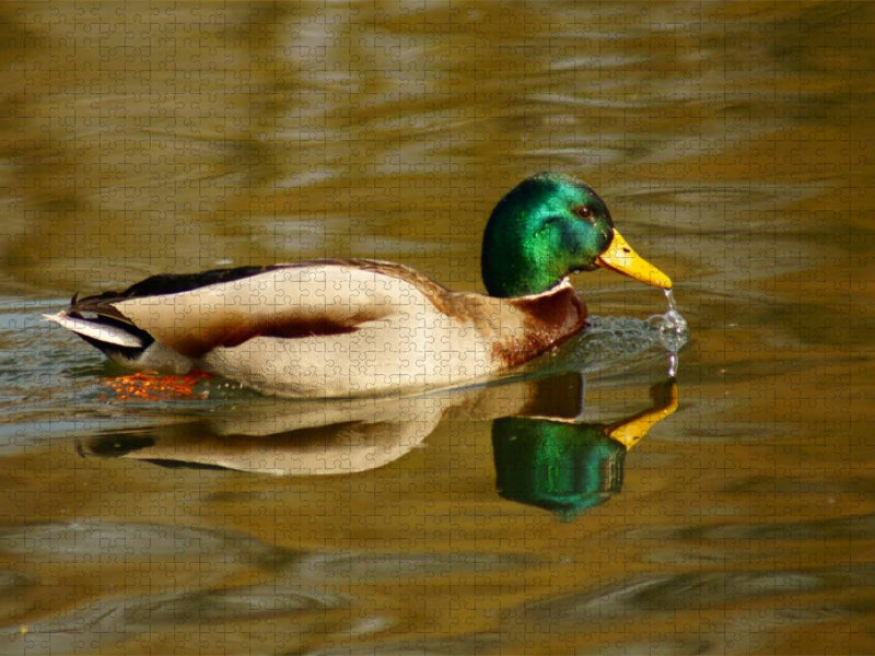 Stockente (Anas platyrhynchos) männlich - CALVENDO Foto-Puzzle'