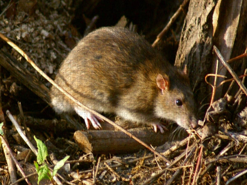 Wanderratte (Rattus norvegicus) - CALVENDO Foto-Puzzle'