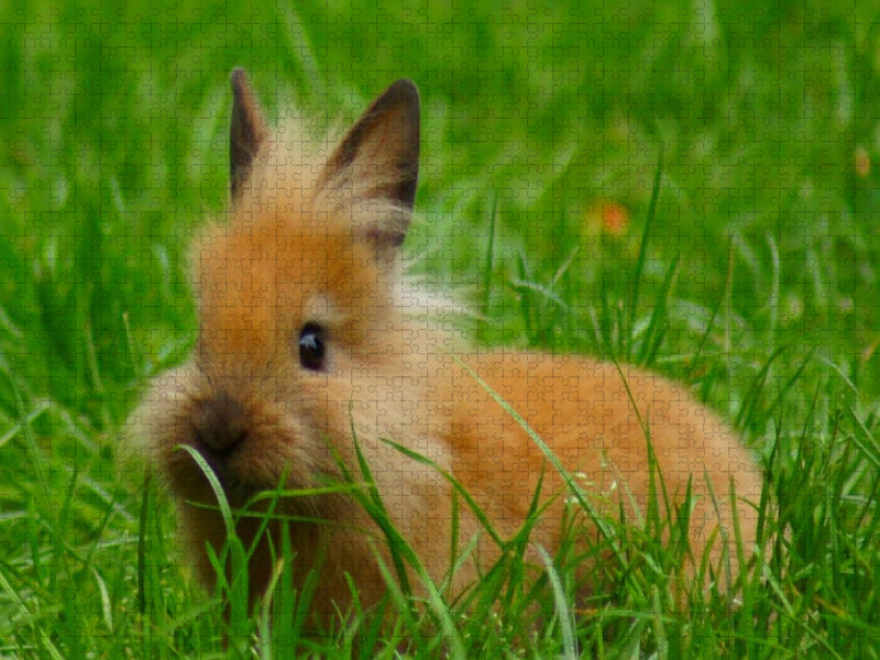 Löwenkopf Zwergkaninchen - CALVENDO Foto-Puzzle'