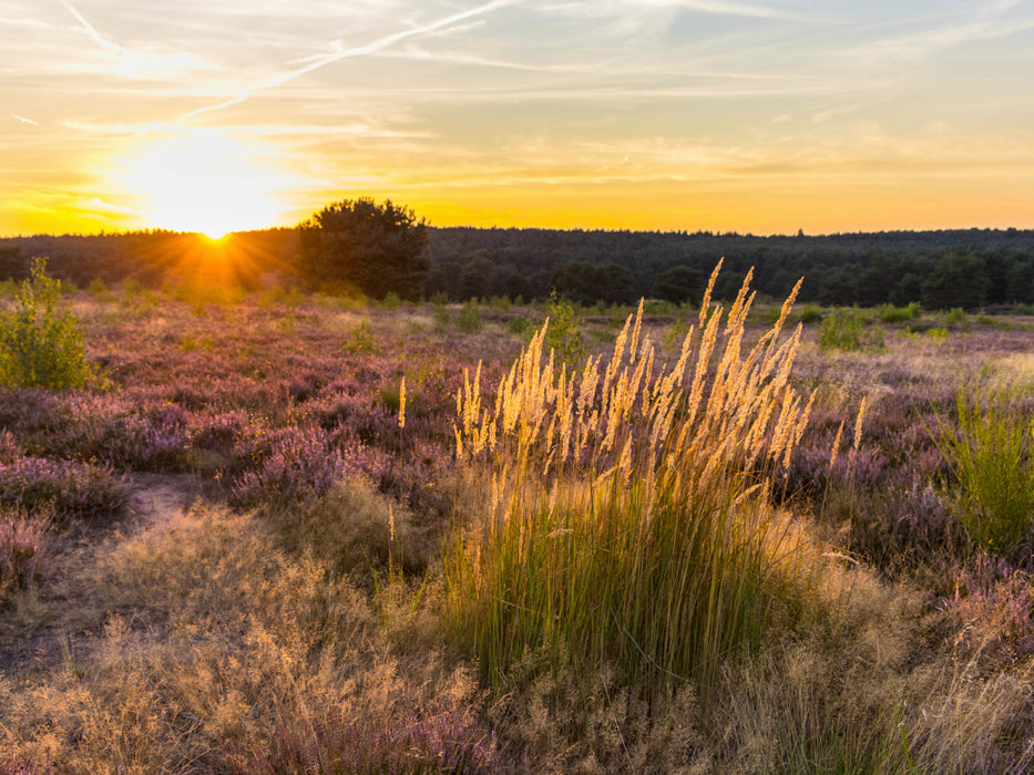 Sonnenuntergang in der Mehlinger Heide 1000 Teile Puzzle quer - CALVENDO Foto-Puzzle'