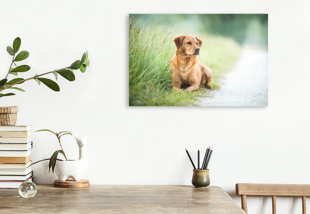 Premium textile canvas Premium textile canvas 120 cm x 80 cm landscape Foxred Labrador in the grass 