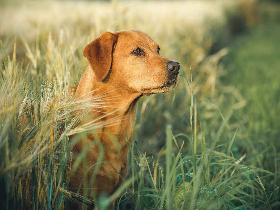 Labrador foxred im Kornfeld - CALVENDO Foto-Puzzle'