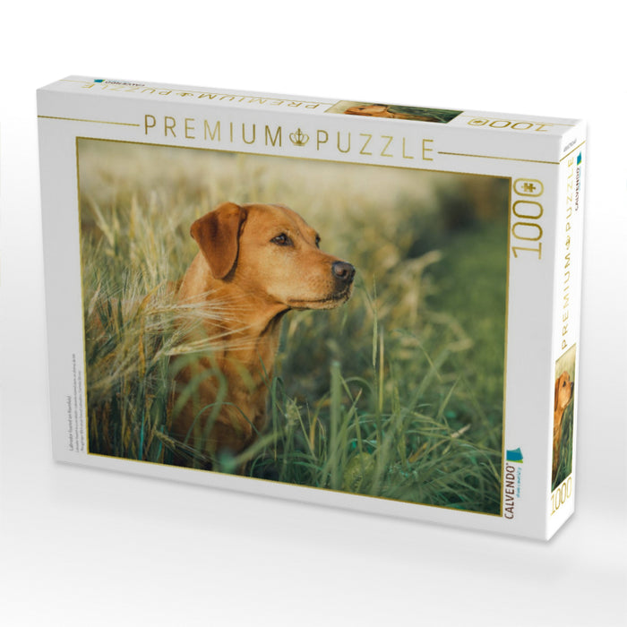 Labrador foxred im Kornfeld - CALVENDO Foto-Puzzle'