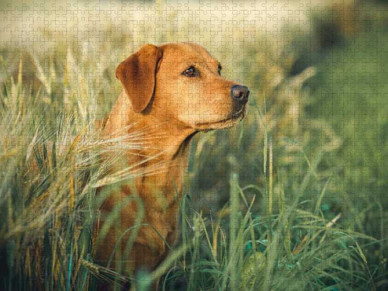 Labrador foxred im Kornfeld - CALVENDO Foto-Puzzle'