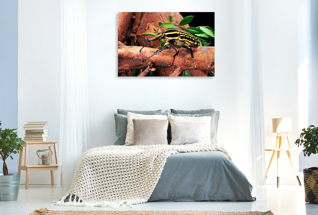 Premium textile canvas Premium textile canvas 120 cm x 80 cm across A motif from the Crawling Animals calendar
 Rose beetle (Mecynorrhina savagei) 