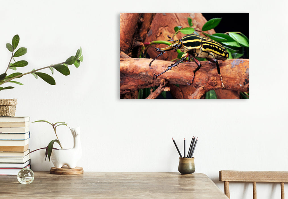 Premium textile canvas Premium textile canvas 120 cm x 80 cm across A motif from the Crawling Animals calendar
 Rose beetle (Mecynorrhina savagei) 