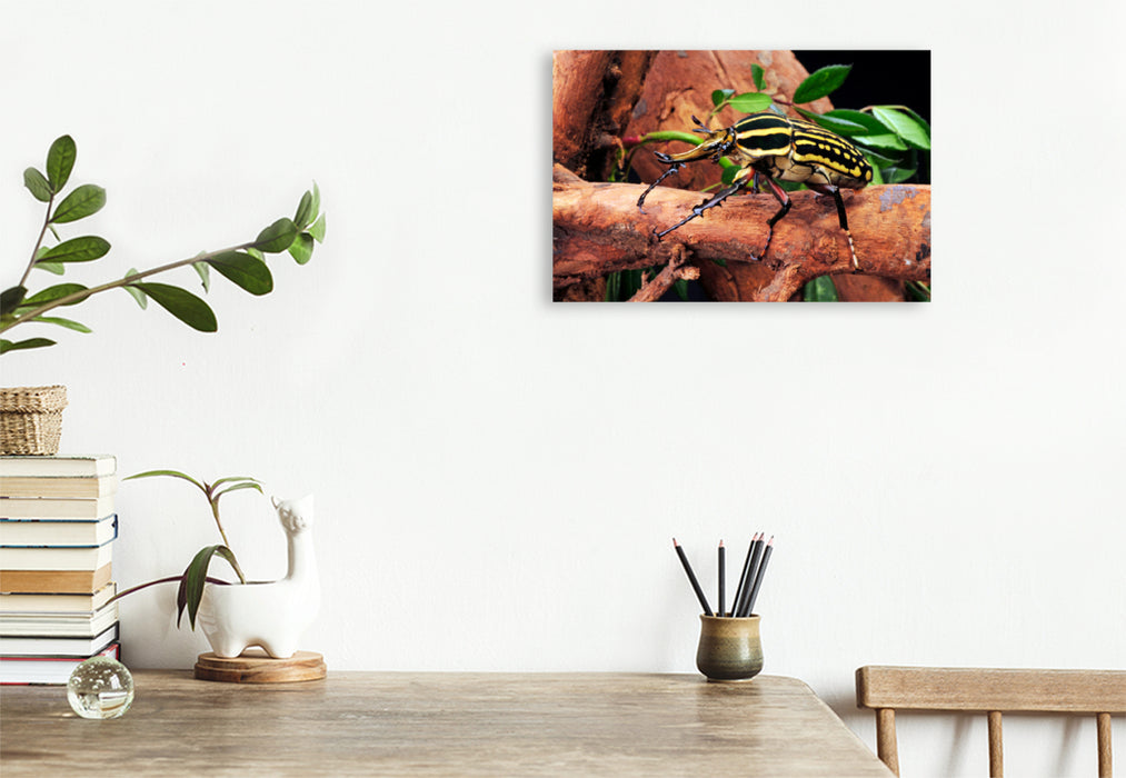 Premium textile canvas Premium textile canvas 120 cm x 80 cm across A motif from the Crawling Animals calendar
 Rose beetle (Mecynorrhina savagei) 