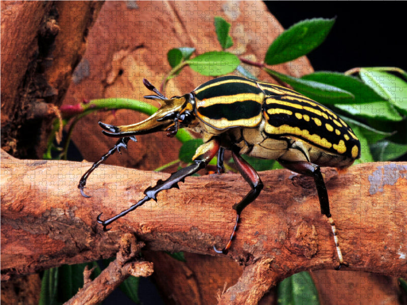 Ein Motiv aus dem Kalender Krabbeltiere
Rosenkäfer (Mecynorrhina savagei) 1000 Teile Puzzle quer - CALVENDO Foto-Puzzle'