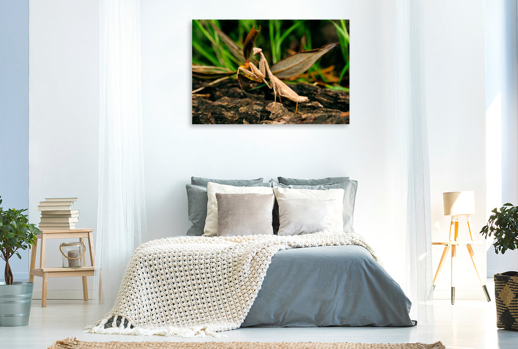 Premium textile canvas Premium textile canvas 120 cm x 80 cm landscape Praying mantis in Greece (Iris oratoria) 