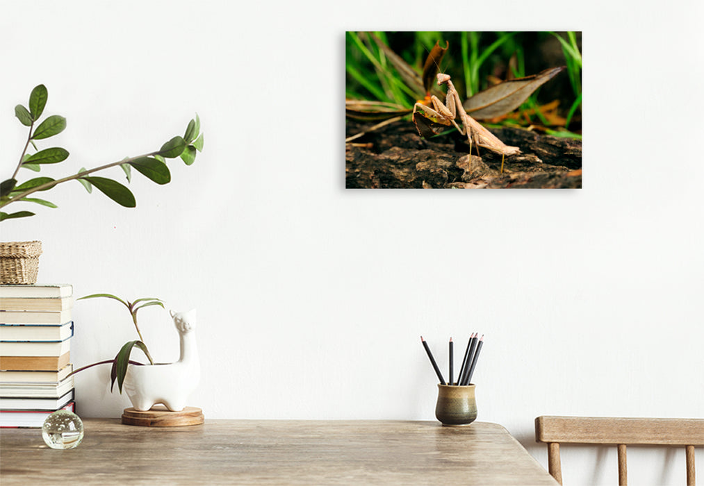 Premium textile canvas Premium textile canvas 120 cm x 80 cm landscape Praying mantis in Greece (Iris oratoria) 