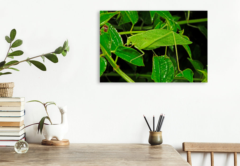 Premium textile canvas Premium textile canvas 120 cm x 80 cm landscape Leaf insect in Honduras (unknown species) 