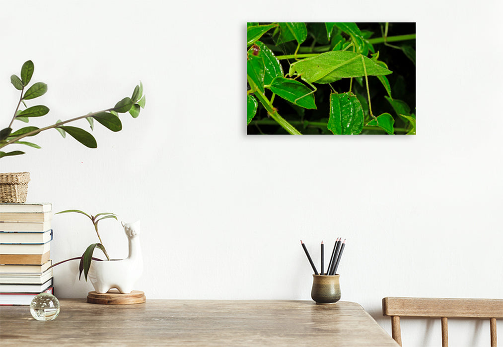 Premium textile canvas Premium textile canvas 120 cm x 80 cm landscape Leaf insect in Honduras (unknown species) 