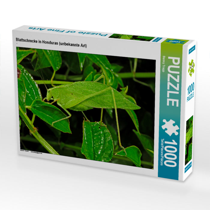 Blattschrecke in Honduras (unbekannte Art) 1000 Teile Puzzle quer - CALVENDO Foto-Puzzle'
