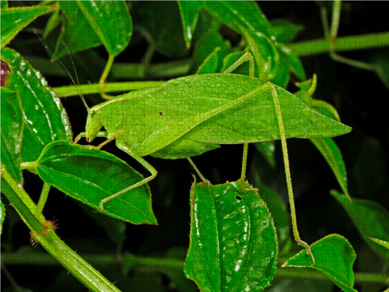 Blattschrecke in Honduras (unbekannte Art) 1000 Teile Puzzle quer - CALVENDO Foto-Puzzle'