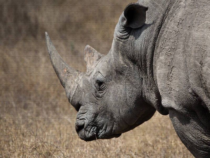 Weißes Nashorn 2000 Teile Puzzle quer - CALVENDO Foto-Puzzle'
