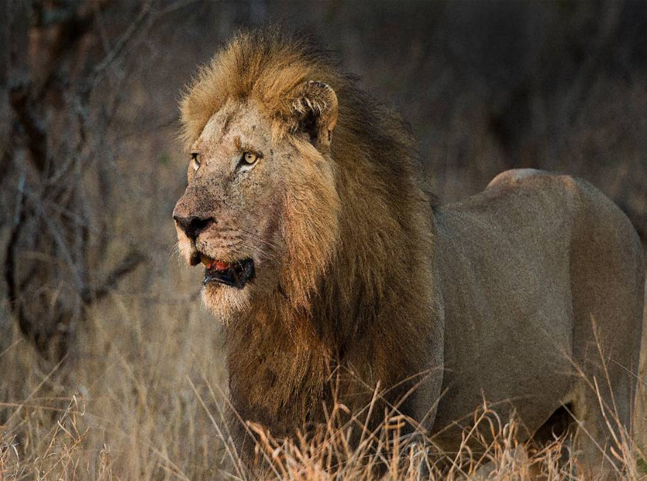 Löwe Afrikas Tiere im Fokus 2000 Teile Puzzle quer - CALVENDO Foto-Puzzle'