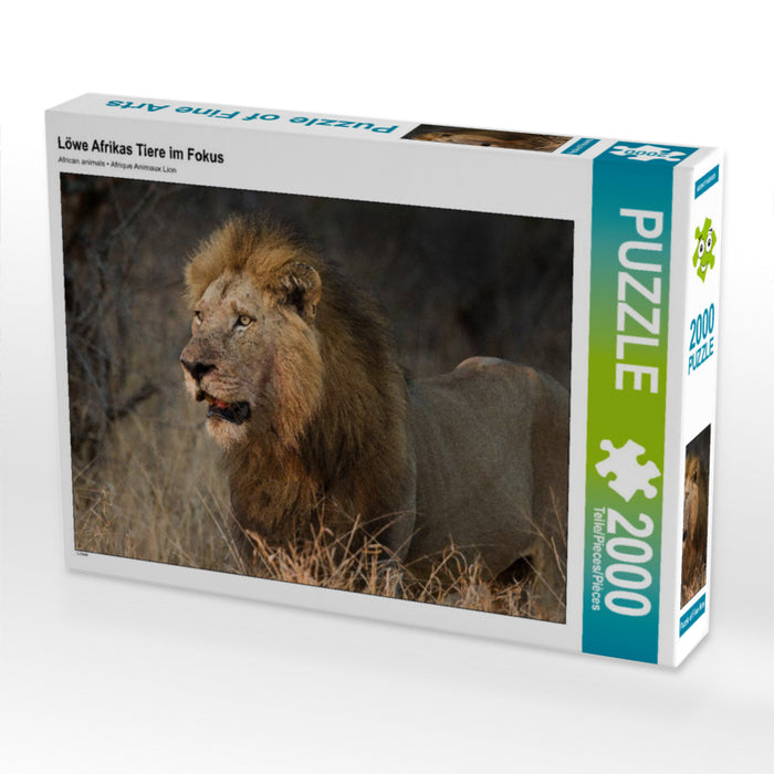 Löwe Afrikas Tiere im Fokus 2000 Teile Puzzle quer - CALVENDO Foto-Puzzle'