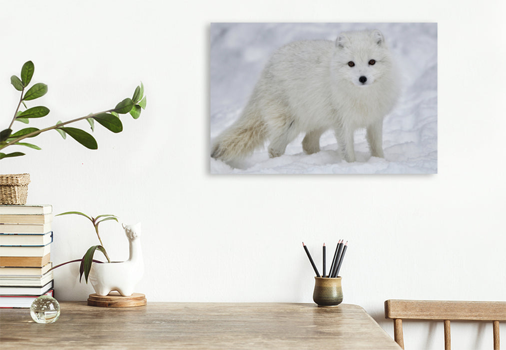 Premium textile canvas Premium textile canvas 90 cm x 60 cm across A fantastic photo of an arctic fox wildlife in winter on Iceland 