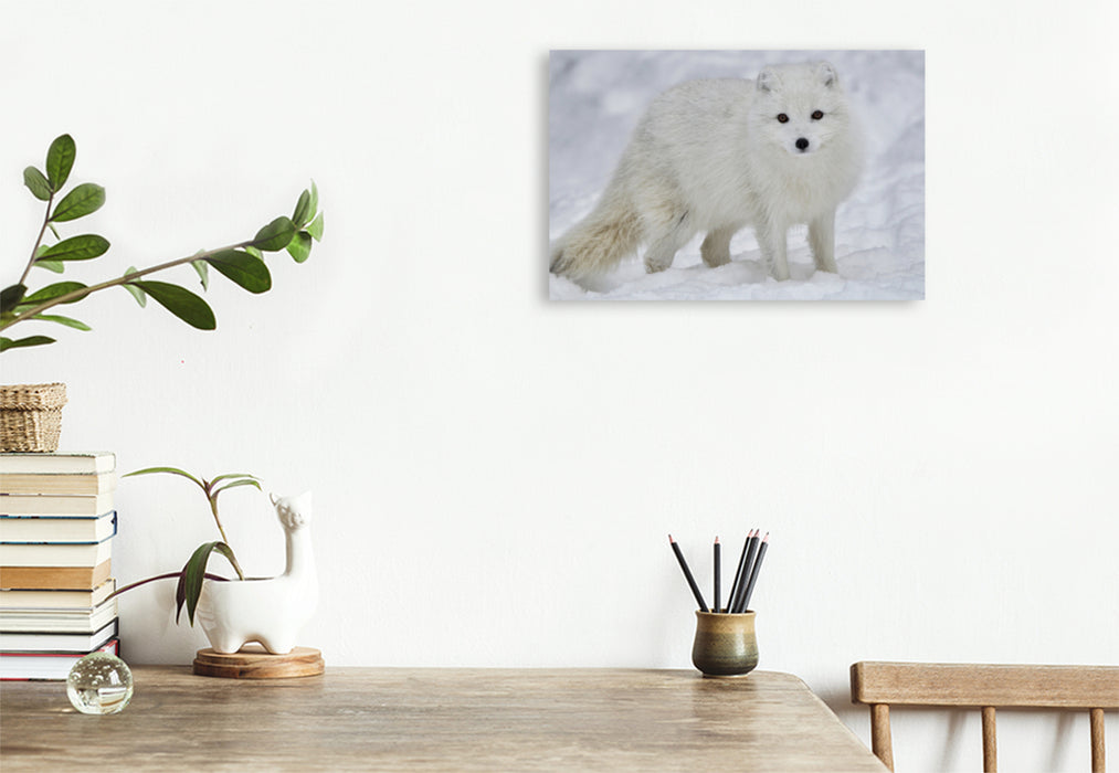 Premium textile canvas Premium textile canvas 90 cm x 60 cm across A fantastic photo of an arctic fox wildlife in winter on Iceland 