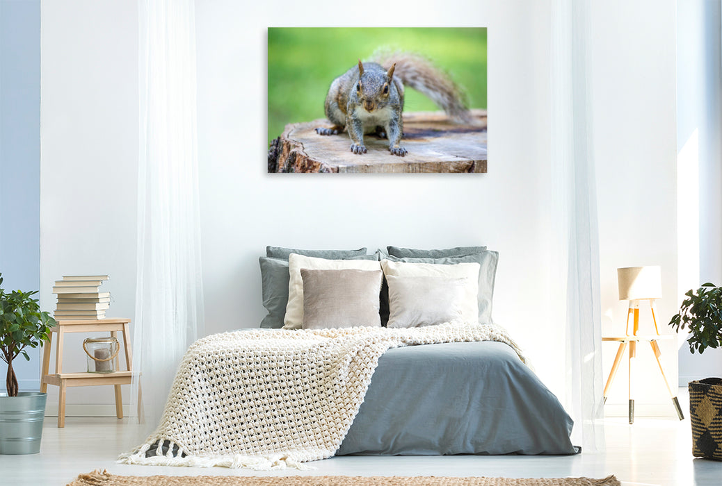 Premium Textil-Leinwand Premium Textil-Leinwand 120 cm x 80 cm quer Ein Motiv aus dem Kalender Grauhörnchen. Die nordamerikanischen Eichhörnchen.
