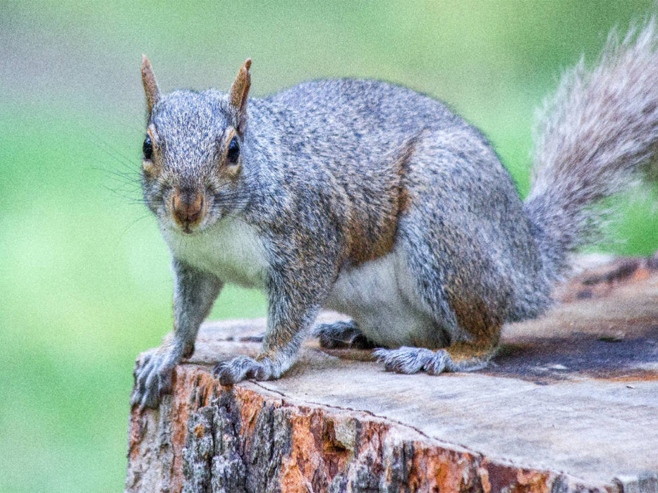 Auf dem Sprung - CALVENDO Foto-Puzzle'